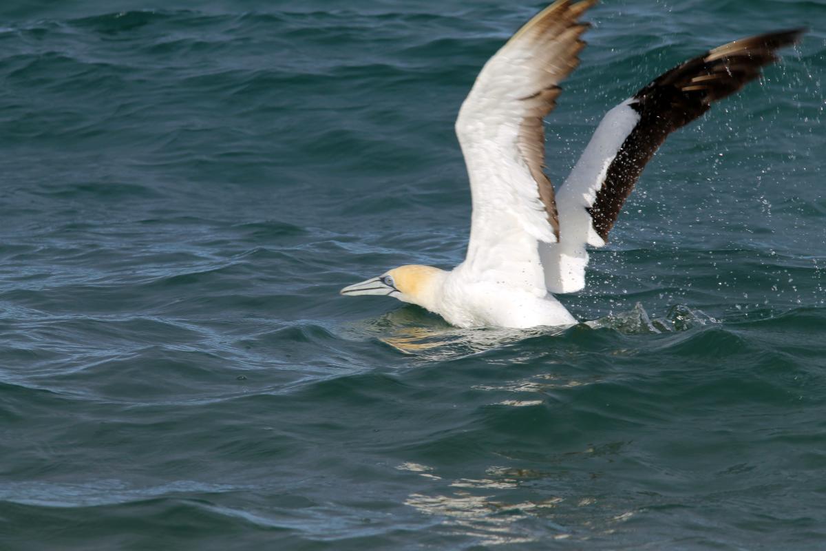 Australasian Gannet (Morus serrator)